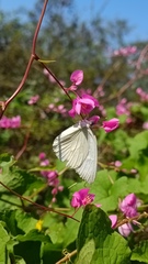 Ascia monuste monuste