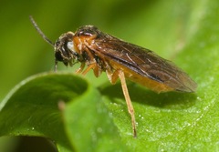 Monostegia abdominalis