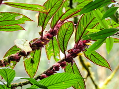 Columnea