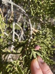 Walshomyia juniperina