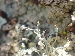 Ramalina intermedia
