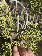 Walshomyia juniperina