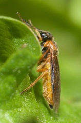Monostegia abdominalis