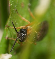 Monostegia abdominalis