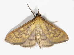 Mecyna submedialis