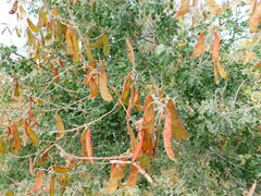Erythrostemon pannosus