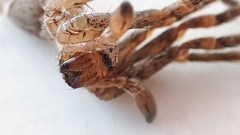 Olios