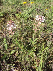 Cuphea lysimachioides