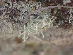 Ramalina intermedia
