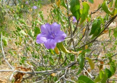 Ruellia californica peninsularis