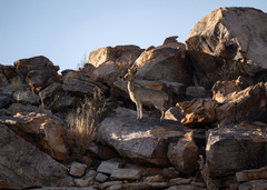 Oreotragus oreotragus