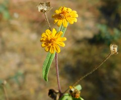 Melampodium cupulatum