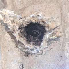 Panyptila cayennensis