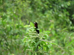 Ramphocelus carbo