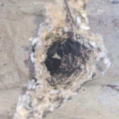 Panyptila cayennensis