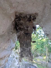 Panyptila cayennensis