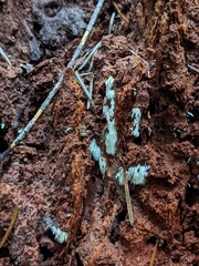 Mucronella fusiformis