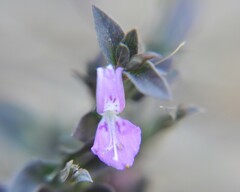 Dicliptera peduncularis