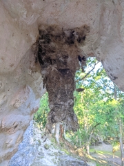 Panyptila cayennensis