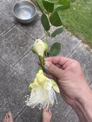 Capparis sandwichiana