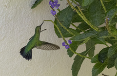 Chlorostilbon lucidus