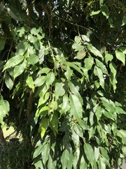 Syzygium cumini