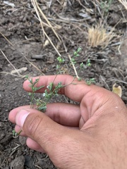 Hesperolinon micranthum