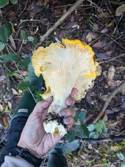 Cantharellus cascadensis