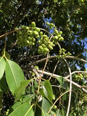 Syzygium cumini