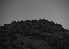 Oreotragus oreotragus