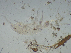 Entognatha