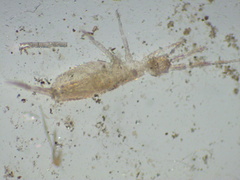 Entognatha