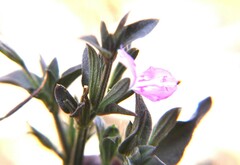 Dicliptera peduncularis