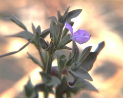 Dicliptera peduncularis