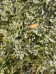 Atalopedes campestris