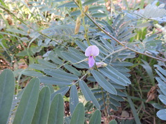 Tephrosia cinerea