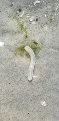 Leptosynapta