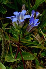 Gentiana affinis ovata