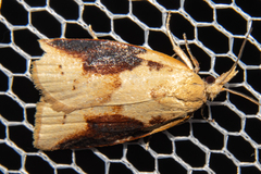 Apoctena conditana