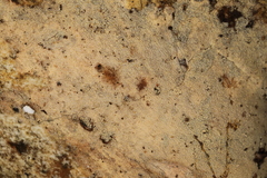 Lyomyces crustosus