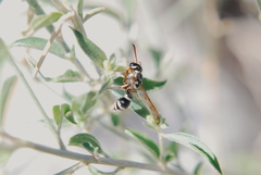 Pterocheilus