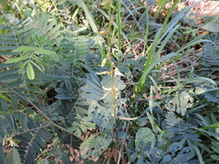 Tephrosia cinerea