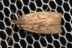 Planotortrix notophaea