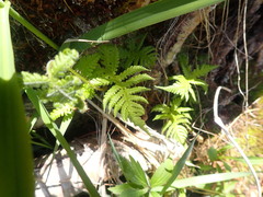 Phegopteris connectilis