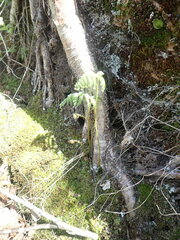 Phegopteris connectilis