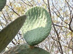 Opuntia lasiacantha