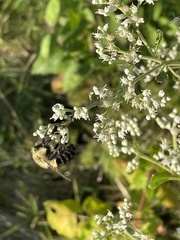 Bombus impatiens