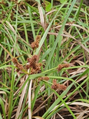 Cyperus ligularis