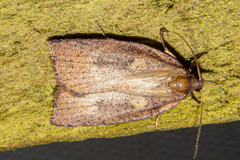 Planotortrix