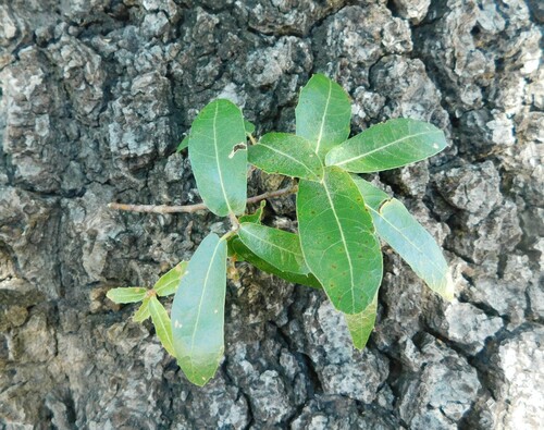Quercus devia (Quercus devia)
